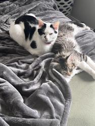 Lost Female Cat last seen Briggs Rd, Columbus, OH 43204