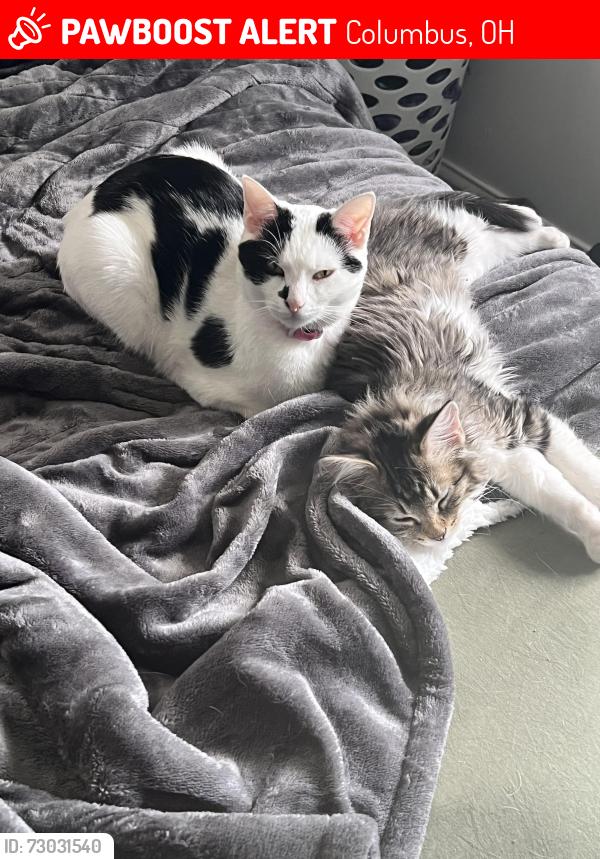 Lost Female Cat last seen Briggs Rd, Columbus, OH 43204
