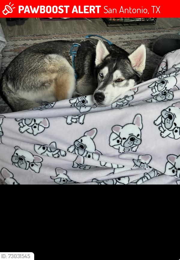 Lost Male Dog last seen Commerce , San Antonio, TX 78237