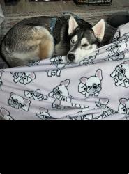Lost Male Dog last seen Commerce , San Antonio, TX 78237