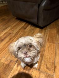 Found/Stray Female Dog last seen Fondren drive, Arlington, TX 76001