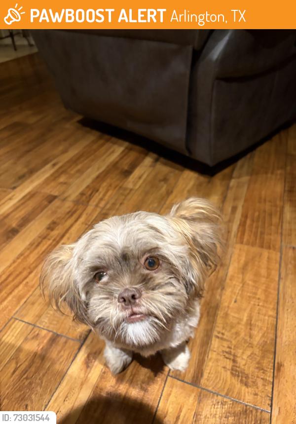 Found/Stray Female Dog last seen Fondren drive, Arlington, TX 76001