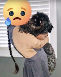 Lost Male Dog last seen Crosswinds Subdivision , Clarksville, TN 37040