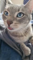 Lost Male Cat last seen Field St, Homosassa, FL 34446