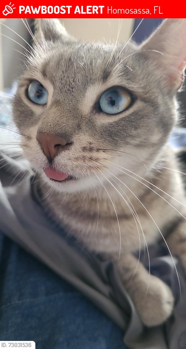 Lost Male Cat last seen Field St, Homosassa, FL 34446