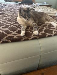 Lost Female Cat last seen Near 8th street manhattan Beach ca, Manhattan Beach, CA 90266