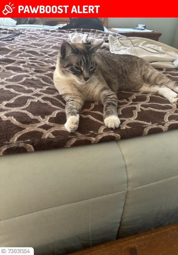 Lost Female Cat last seen Near 8th street manhattan Beach ca, Manhattan Beach, CA 90266