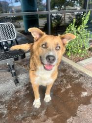 Reunited Male Dog last seen East Dominguez Street,  Carson, Carson, CA 90745