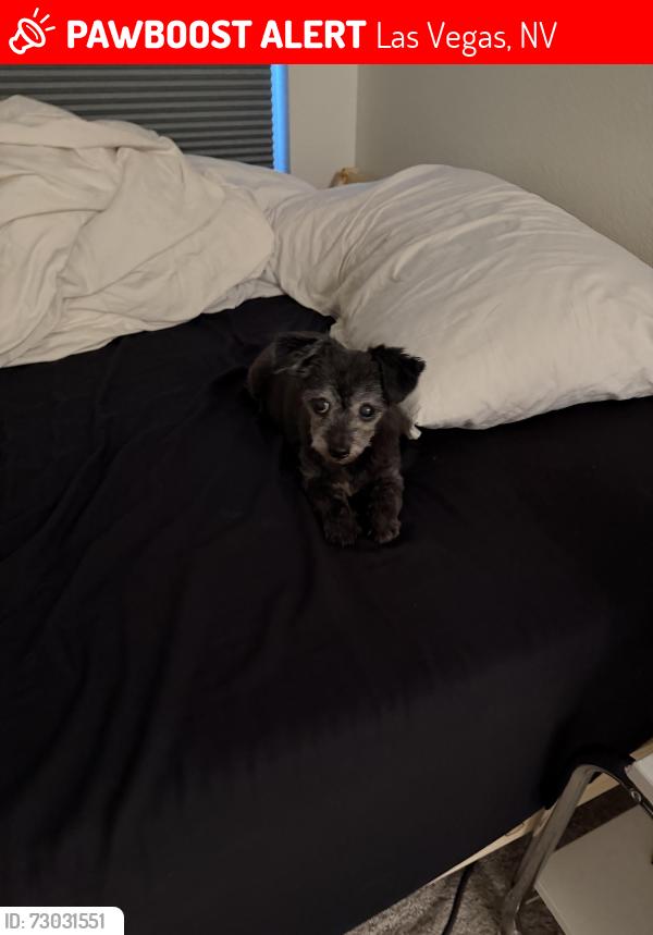 Lost Female Dog last seen Cactus and Decatur, Las Vegas, NV 89141