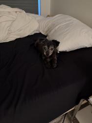 Lost Female Dog last seen Cactus and Decatur, Las Vegas, NV 89141