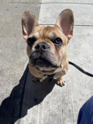 Lost Male Dog last seen San leandro, Oakland, CA 94603