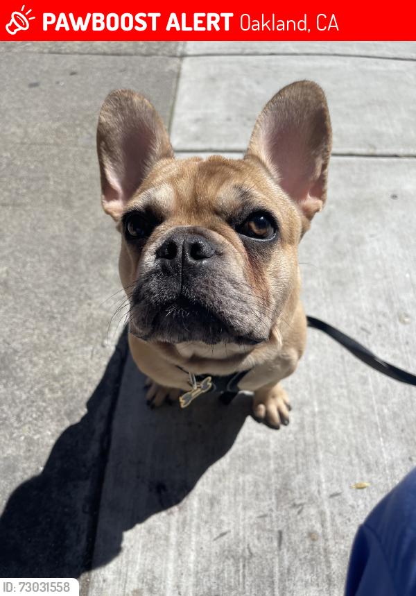 Lost Male Dog last seen San leandro, Oakland, CA 94603