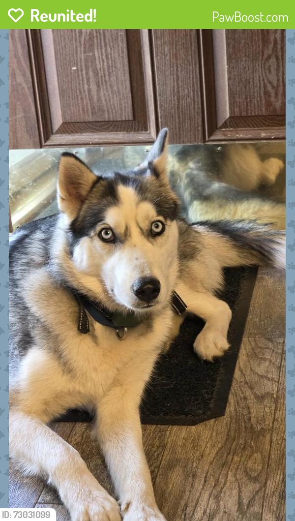 Reunited Female Dog last seen Harris Street Park, Fort Mill, SC 29715