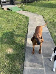 Lost Female Dog last seen North Fork Rd Purcellville, Purcellville, VA 20132