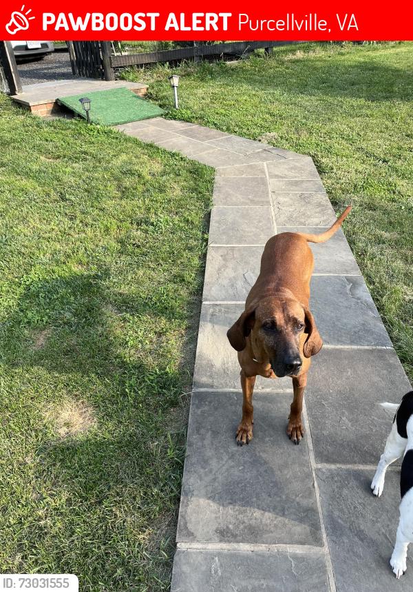 Lost Female Dog last seen North Fork Rd Purcellville, Purcellville, VA 20132