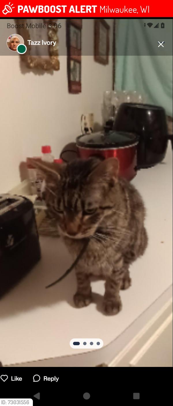 Lost Female Cat last seen East Webster Place in North farwell Street in Milwaukee, Milwaukee, WI 53211