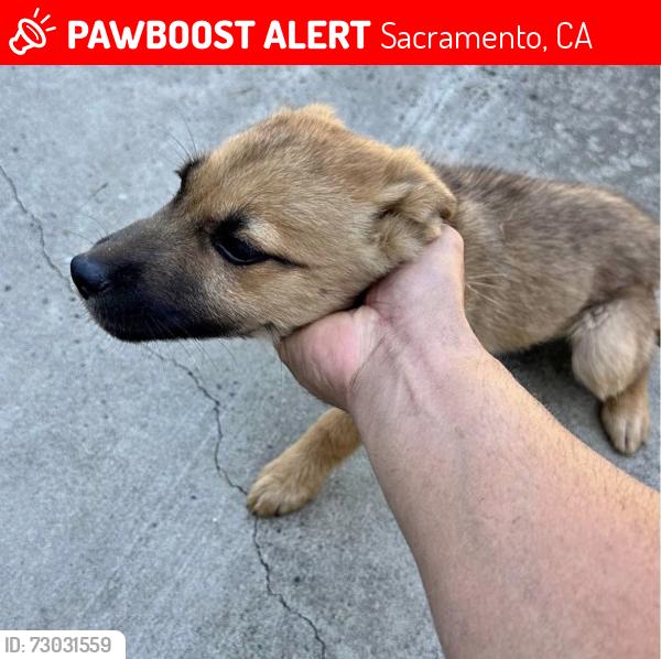 Lost Female Dog last seen Florin , Sacramento, CA 95828