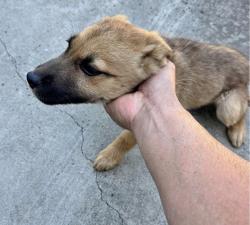 Lost Female Dog last seen Florin , Sacramento, CA 95828
