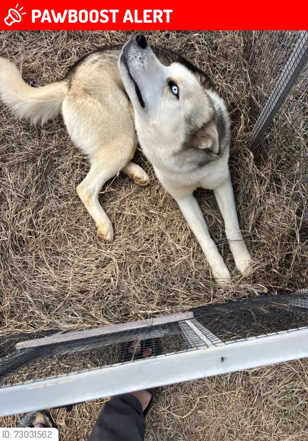 Lost Male Dog last seen Garren Drive, Davidson County, NC 27295