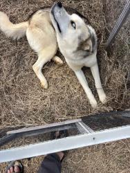 Lost Male Dog last seen Garren Drive, Davidson County, NC 27295