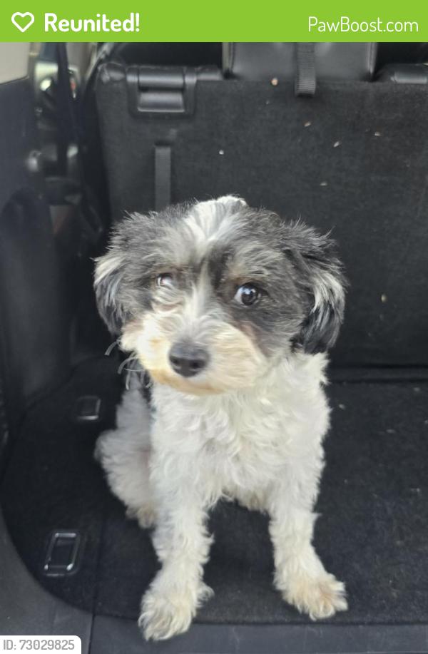 Reunited Female Dog last seen 41st St. & Mountain Dr., Arrowhead Farms, CA, Arrowhead Farms, CA 92407