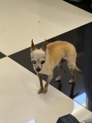 Reunited Male Dog last seen Near Buttonwood Dr, Brea, CA 92821, USA, Brea, CA 92821