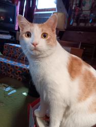 Lost Male Cat last seen Fairview Ave and Richy boulevard, Penn Yan, NY 14527