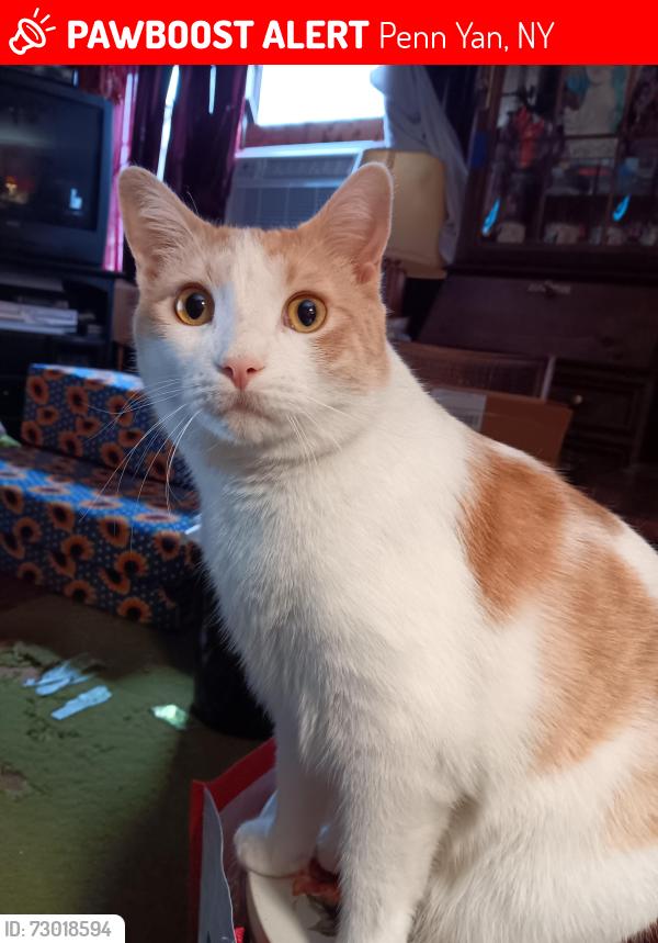 Lost Male Cat last seen Fairview Ave and Richy boulevard, Penn Yan, NY 14527