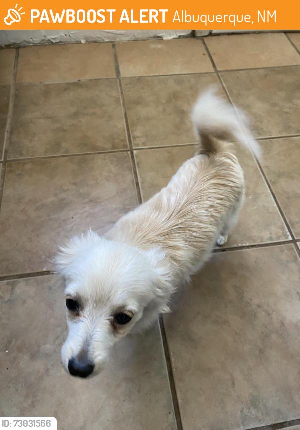 Found/Stray Male Dog last seen Herrera and 47th, Albuquerque, NM 87105