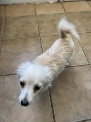 Found/Stray Male Dog last seen Herrera and 47th, Albuquerque, NM 87105