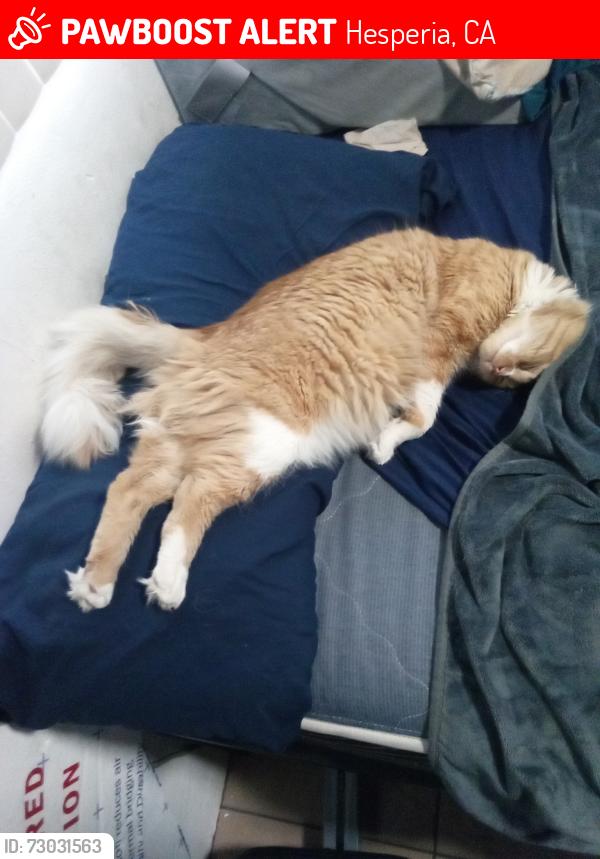 Lost Male Cat last seen Glendale ave by carmel middle school, Hesperia, CA 92345