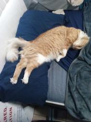 Lost Male Cat last seen Glendale ave by carmel middle school, Hesperia, CA 92345