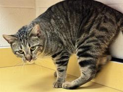 Shelter Stray Male Cat last seen Near BLOCK W PIKES PEAK AVE, COLORADO SPRINGS CO 80904, 610 Abbot Ln, Colorado Springs, CO 80905, USA