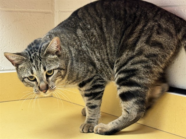 Shelter Stray Male Cat last seen Near BLOCK W PIKES PEAK AVE, COLORADO SPRINGS CO 80904, 610 Abbot Ln, Colorado Springs, CO 80905, USA