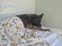 Shelter Stray Male Dog last seen Near BLOCK ENGLEWOOD ST, DETROIT, MI 48202, 7401 Chrysler Dr, Detroit, MI 48211, USA