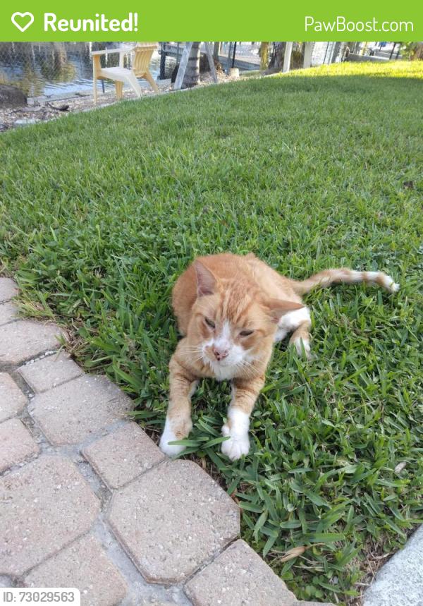 Reunited Male Cat last seen Behind tj Maxx on del Prado blvd , Cape Coral, FL 33990