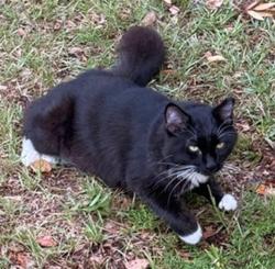 Shelter Stray Male Cat last seen PALM AVE HOWEY IN THE HILLS, 12280 County Rd 448, Tavares, FL 32778, USA