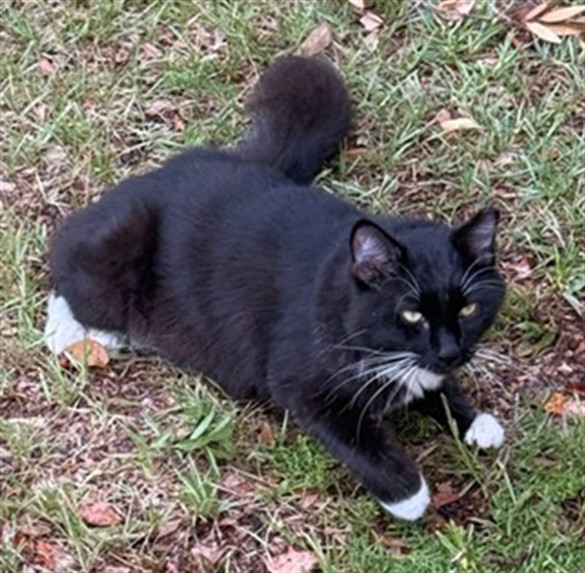 Shelter Stray Male Cat last seen PALM AVE HOWEY IN THE HILLS, 12280 County Rd 448, Tavares, FL 32778, USA