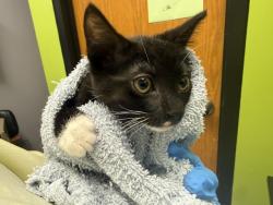 Shelter Stray Female Cat last seen Near BLOCK 264TH AVE SE, ENUMCLAW WA 98022, 21615 64th Ave S, Kent, WA 98032, USA