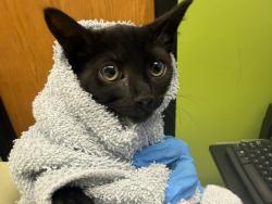 Shelter Stray Female Cat last seen Near BLOCK 264TH AVE SE, ENUMCLAW WA 98022, 21615 64th Ave S, Kent, WA 98032, USA