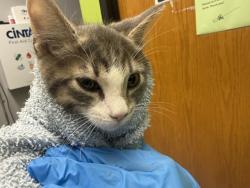 Shelter Stray Male Cat last seen Near BLOCK 264TH AVE SE, ENUMCLAW WA 98022, 21615 64th Ave S, Kent, WA 98032, USA