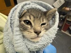 Shelter Stray Female Cat last seen Near BLOCK 264TH AVE SE, ENUMCLAW WA 98022, 21615 64th Ave S, Kent, WA 98032, USA