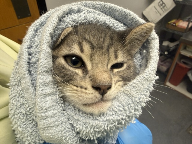 Shelter Stray Female Cat last seen Near BLOCK 264TH AVE SE, ENUMCLAW WA 98022, 21615 64th Ave S, Kent, WA 98032, USA