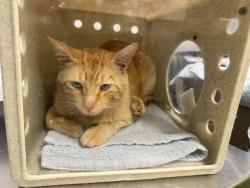 Shelter Stray Male Cat last seen Near BLOCK 264TH AVE SE, ENUMCLAW WA 98022, 21615 64th Ave S, Kent, WA 98032, USA