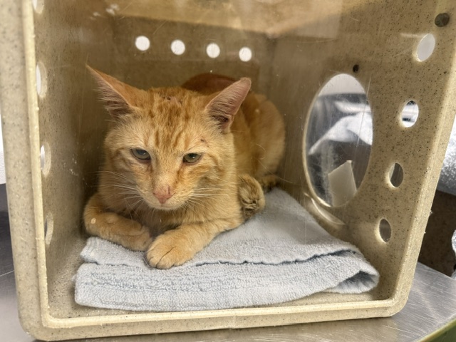 Shelter Stray Male Cat last seen Near BLOCK 264TH AVE SE, ENUMCLAW WA 98022, 21615 64th Ave S, Kent, WA 98032, USA