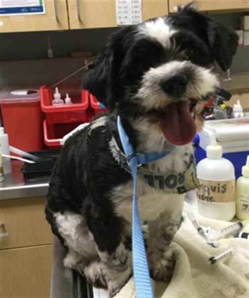 Shelter Stray Male Dog last seen Near BLOCK TYLER ST, RIVERSIDE CA 92503, 6851 Van Buren Boulevard, Jurupa Valley, CA 92509, USA