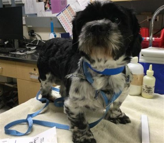 Shelter Stray Male Dog last seen Near BLOCK TYLER ST, RIVERSIDE CA 92503, 6851 Van Buren Boulevard, Jurupa Valley, CA 92509, USA