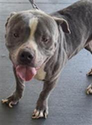 Shelter Stray Male Dog last seen , 1850 W 60th St, Los Angeles, CA 90047, USA