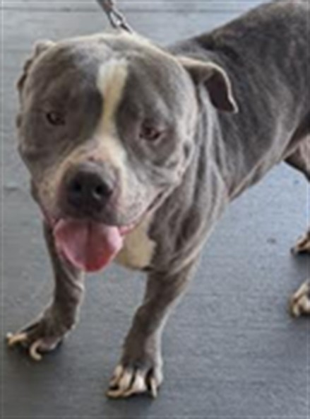 Shelter Stray Male Dog last seen , 1850 W 60th St, Los Angeles, CA 90047, USA
