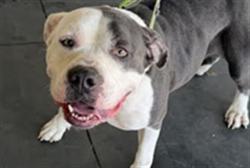 Shelter Stray Female Dog last seen , 1850 W 60th St, Los Angeles, CA 90047, USA
